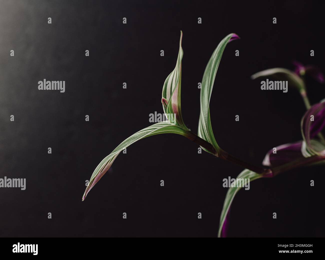 Foglie di una pianta di nanuk tradescantina su sfondo nero. Foto Stock