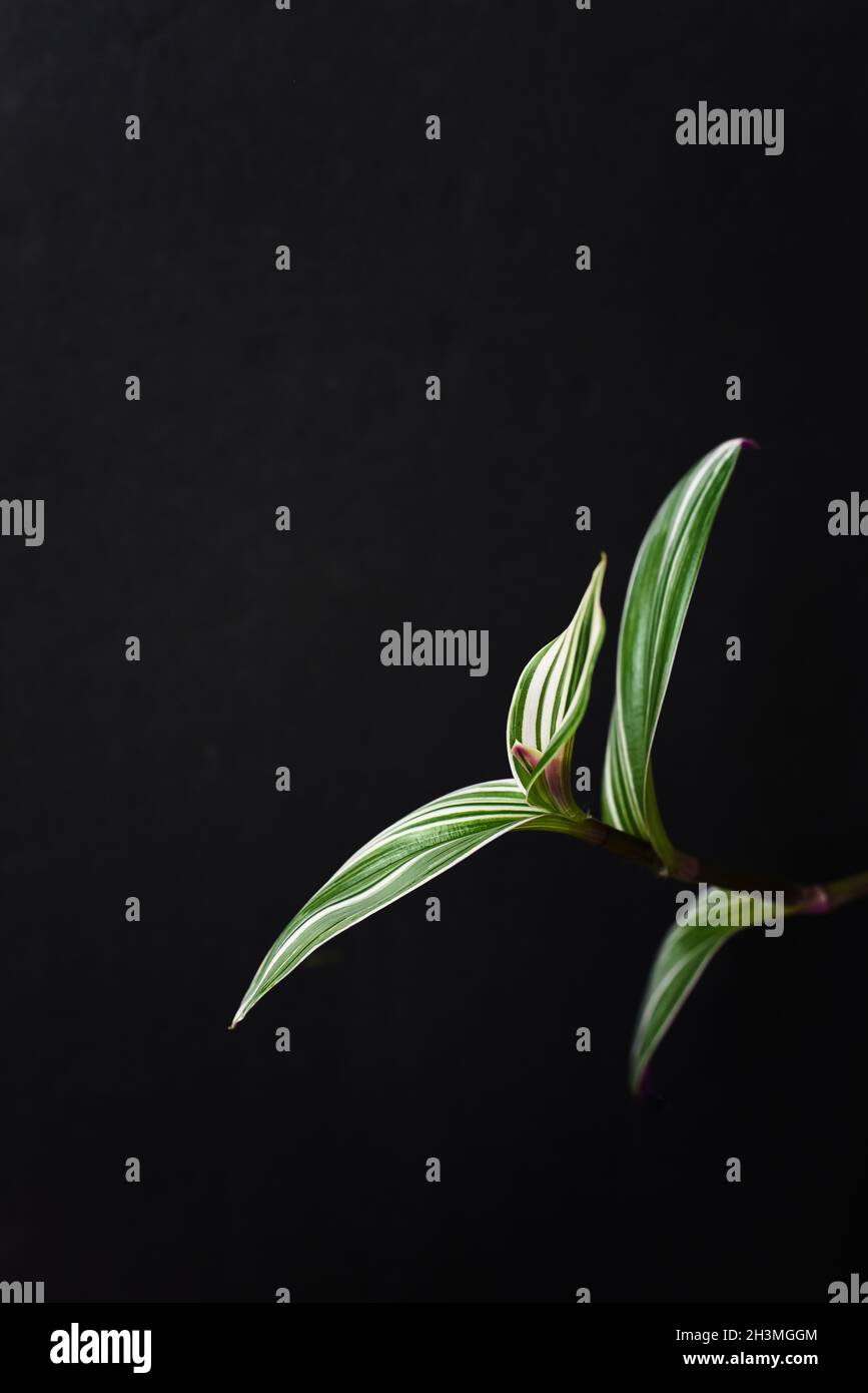 Foglie di una pianta di nanuk tradescantina su sfondo nero. Foto Stock