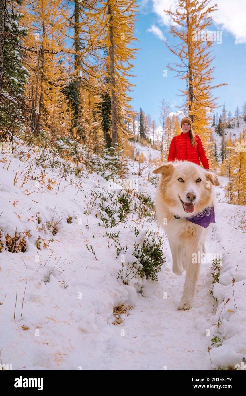Primo piano di cane e femmina Escursionismo attraverso larici in autunno Foto Stock