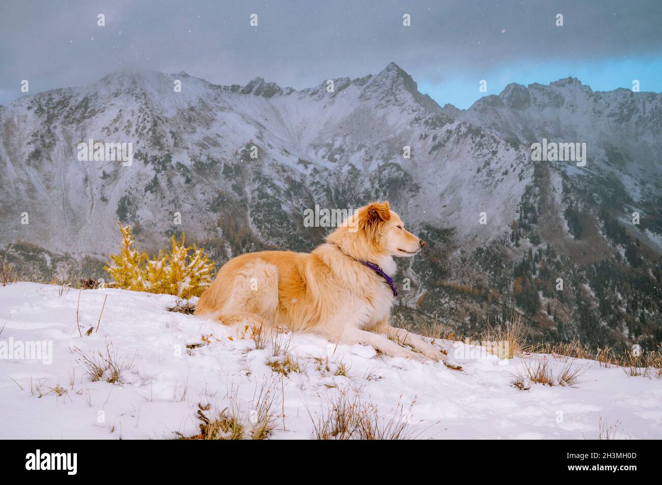 Carino cane soffice adagiato su Una Snowy Ridge nelle montagne Foto Stock