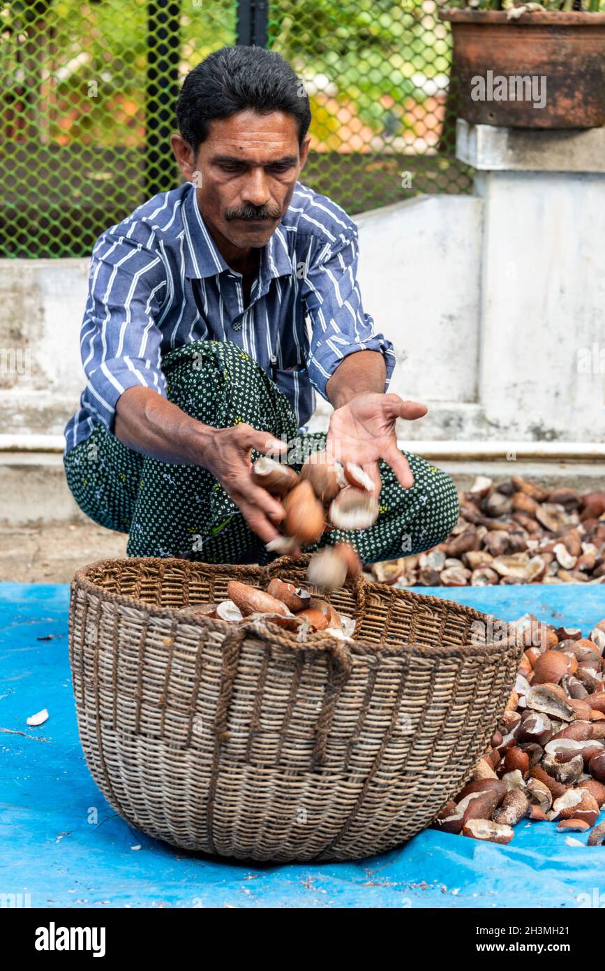 Un dipendente indiano che ordina le bucce di cocco prima di tagliarsi in piccole fette presso la fattoria di Philipkutty, un resort di lusso per le vacanze a Kottayam nel Foto Stock