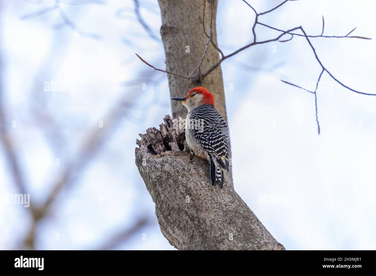 Picchio rosso Belied. Scena naturale dal Wisconsin. Foto Stock