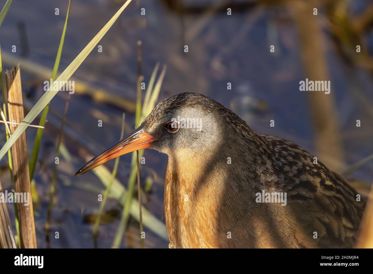 La Virginia rai (Rallus limicola) piccolo uccello d'acqua nella palude. Foto Stock