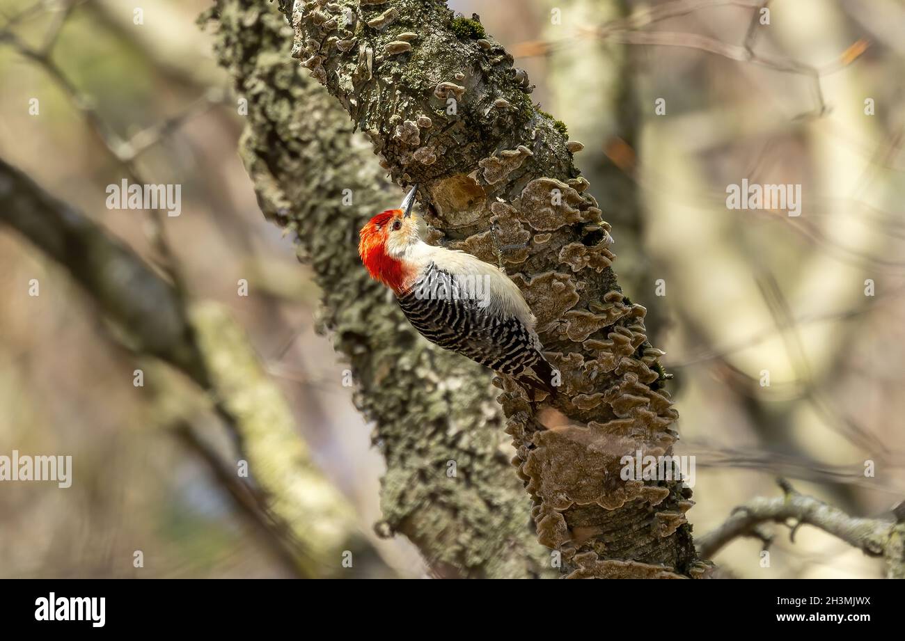 Picchio rosso pied. Scena naturale dal Wisconsin. Foto Stock