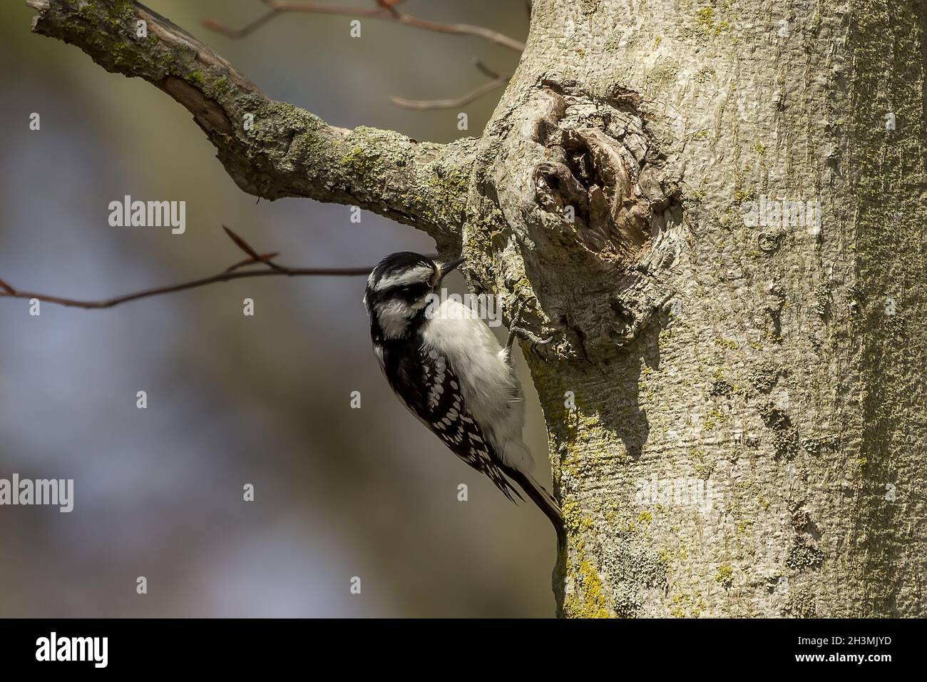 In primavera, nella foresta del Wisconsin, il picchio della foresta è rovinoso. Foto Stock