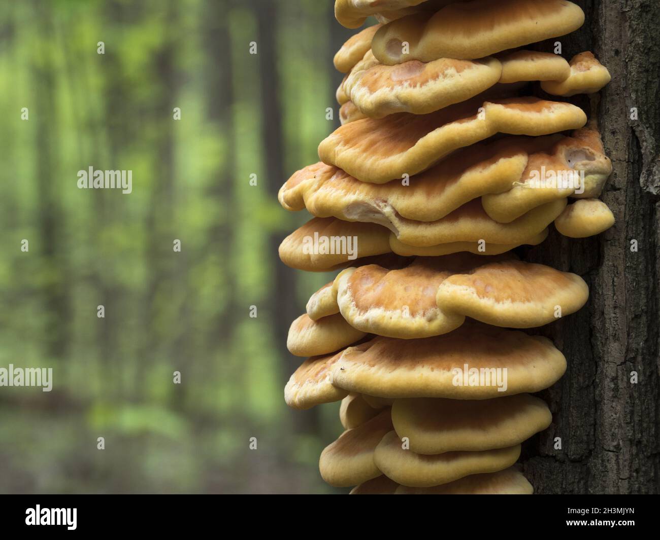 Fungo commestibile di primavera (Laetiporus sulfureus) - cresce sull'albero, sembra un mozzo giallo. Foto Stock