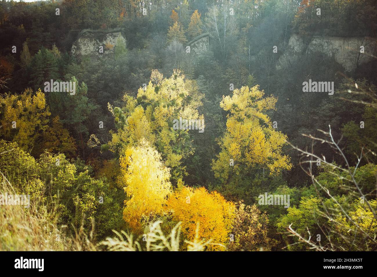 Autunno foresta, vista dall'alto. Paesaggio autunnale color oro con alberi gialli e verdi. L'immagine è piena di luce solare. Bellezza i Foto Stock