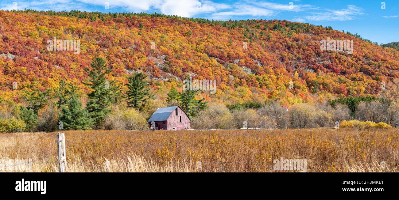 Fienile rosso sbiadito nella gloria autunnale della natura: La vernice rossa sbiadita di un vecchio fienile è in netto contrasto con i colori saturi delle foglie della collina Foto Stock