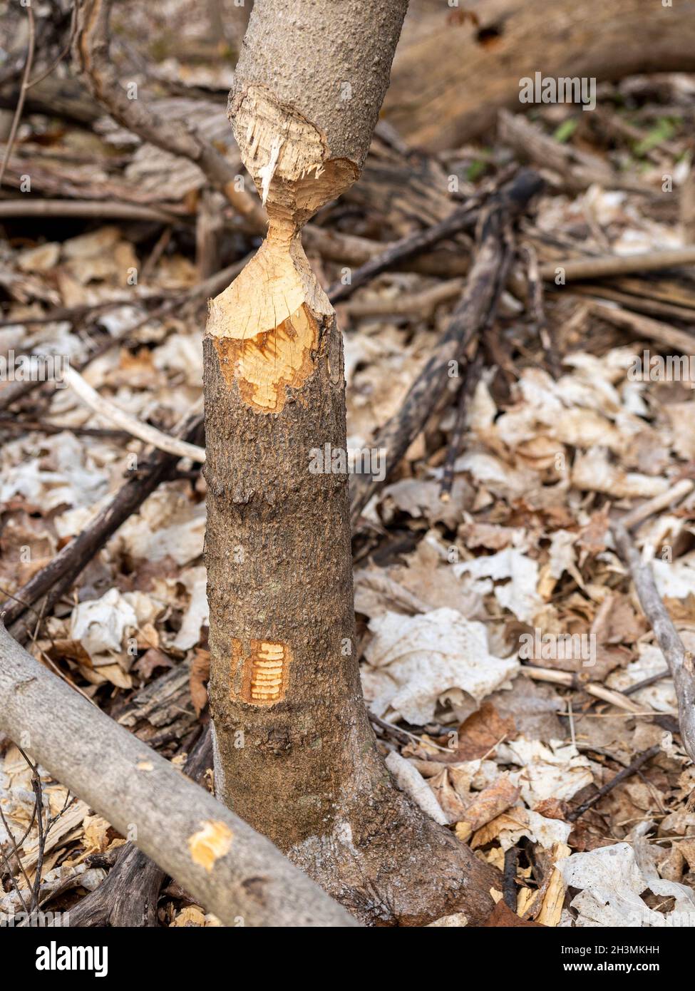 Quasi: Una spaccatura quasi tagliata attraverso da un castore: Un piccolo tronco di albero masticato da un castore fino a che non sta per cadere. Ancora in piedi fino alla sessione di taglio successiva. Foto Stock