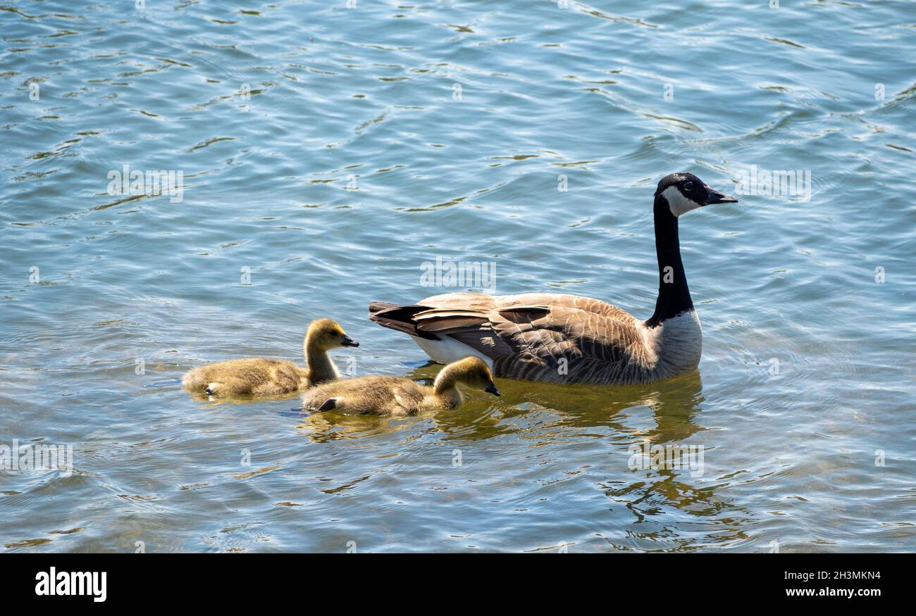 Supervisione degli adulti: Canada Goose e due godings: Un adulto Canada Goose scorts una famiglia di 2 oche giovani su una nuotata in un laghetto parco. Foto Stock