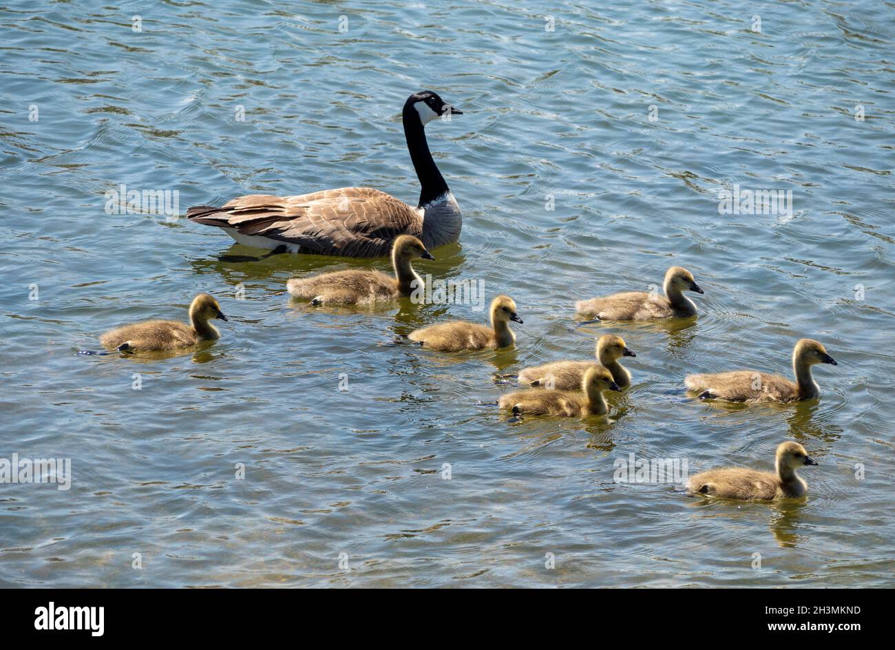 Supervisione degli adulti: Canada Goose e godings: Un adulto Canada Goose scorts una famiglia di 8 oche giovani su una nuotata in un laghetto parco. Foto Stock
