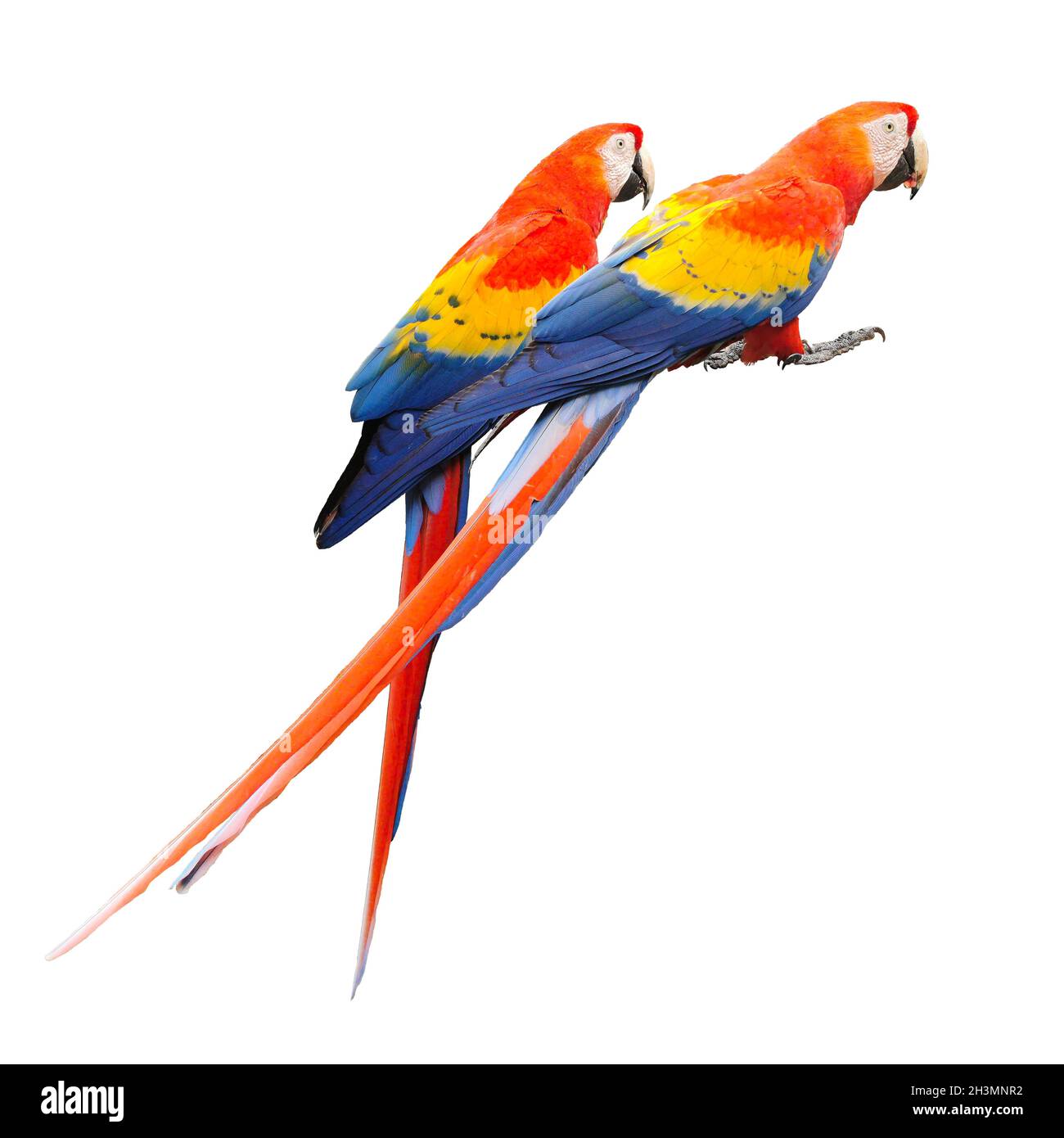Coppia di Ara Macao, isolato Foto Stock