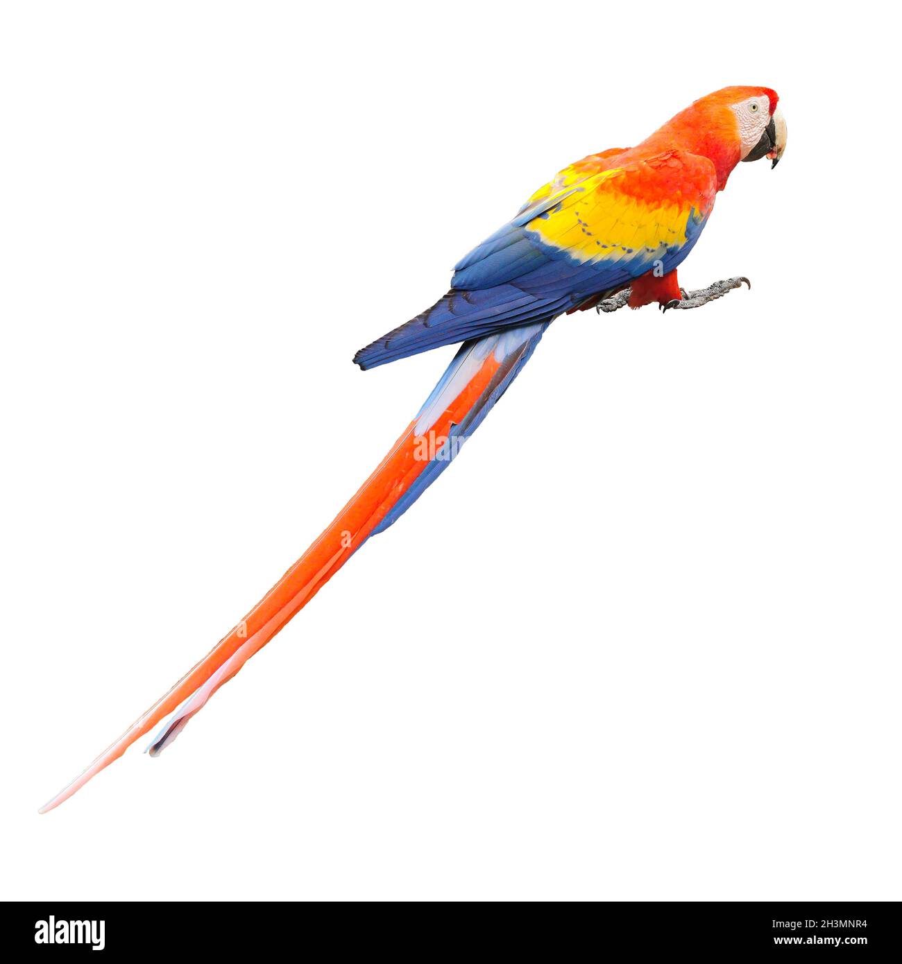 Single Bird Ara Macau, isolato Foto Stock