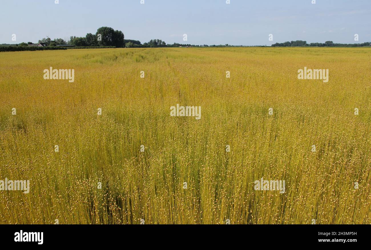 un grande campo con piante di lino mature con semi in campagna nei paesi bassi in estate Foto Stock