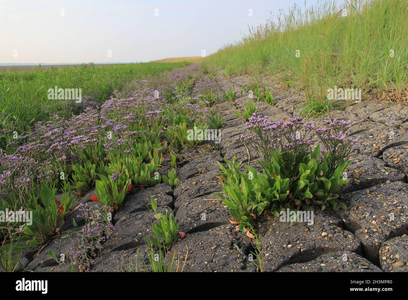 un paesaggio costiero con piante di lavanda di mare viola alla palude di sale e alla parete del mare di westerschelde alla costa olandese in zeeland in estate Foto Stock