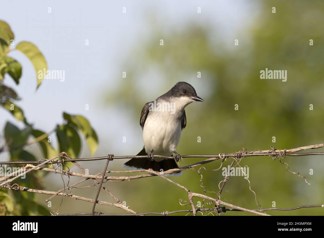 Kingbird orientale. Foto Stock