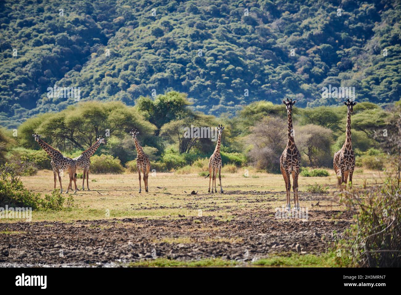 Giraffe Masai (Giraffa tippelskirchii) nel Parco Nazionale del Lago Manyara, MTO wa Mbu, Tanzania, Africa Foto Stock