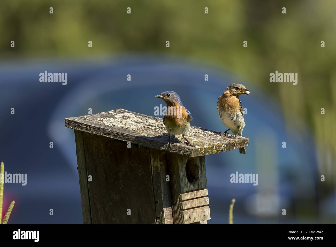 Scena naturale dal Wisconsin Foto Stock