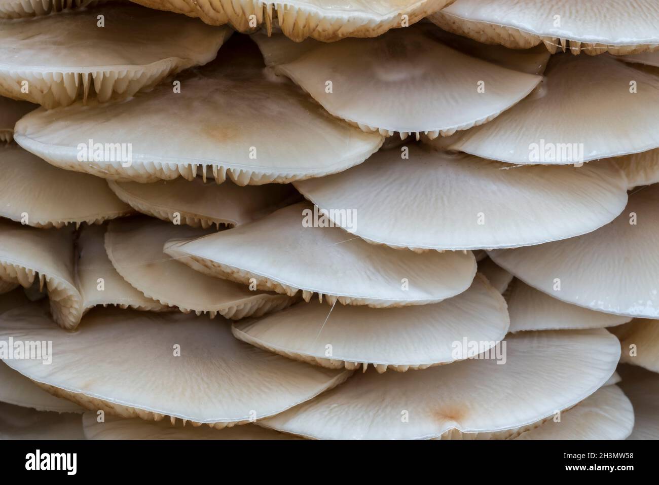 Funghi di porcellana (Oudemansiella mucida) cluster di funghi / funghi che crescono su tronco di faggio caduto e marcio in foresta in autunno Foto Stock