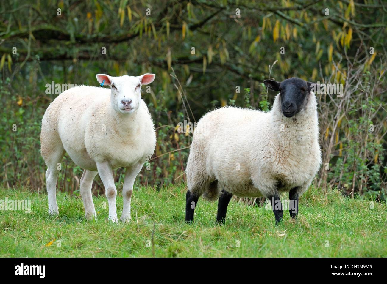 Pecora un paio di pecora una faccia bianca una faccia nera in ottobre 2021 Regno Unito Foto Stock