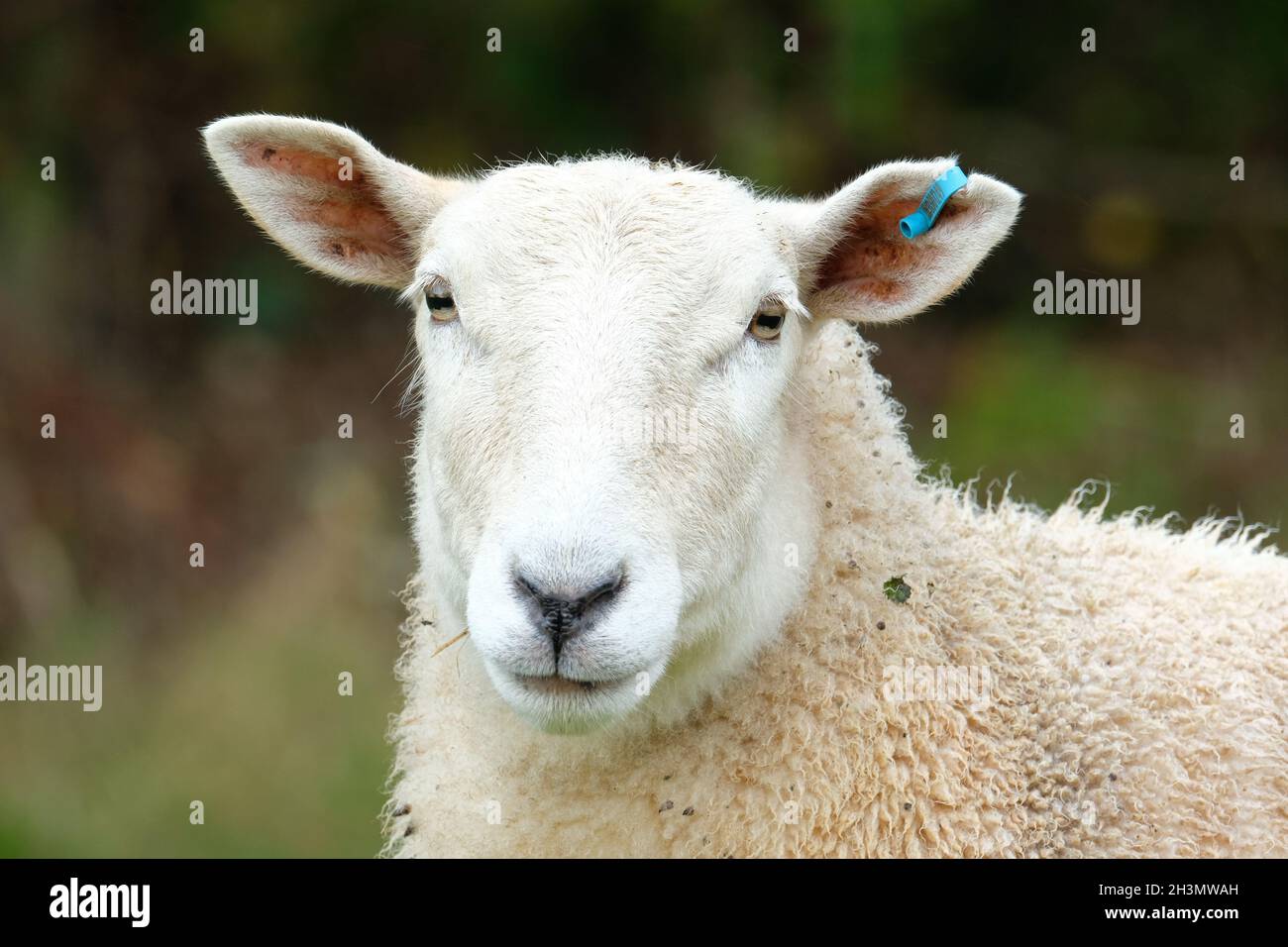 Pecora un ritratto di una pecora in ottobre 2021 Regno Unito Foto Stock