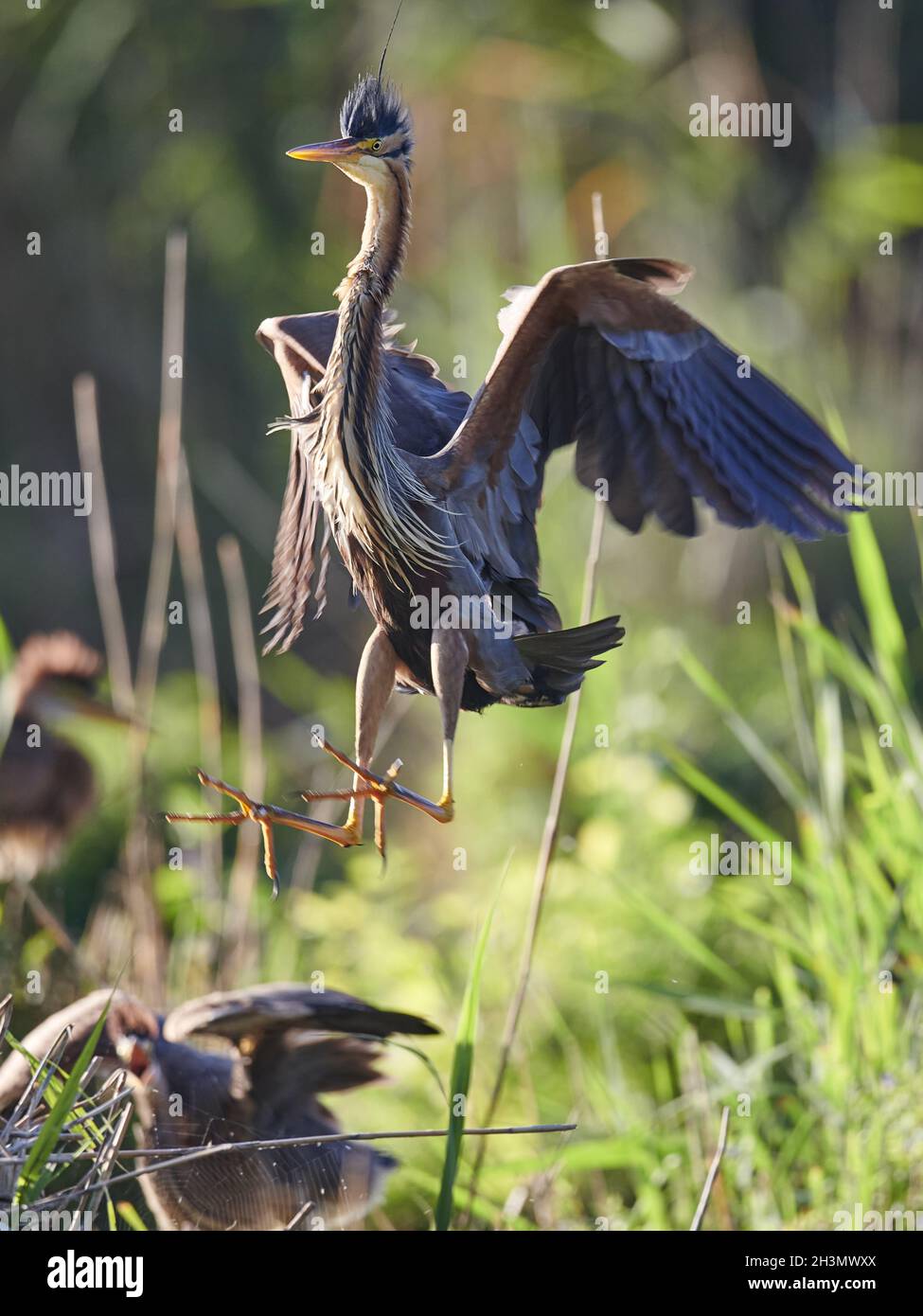 Airone rosso Foto Stock