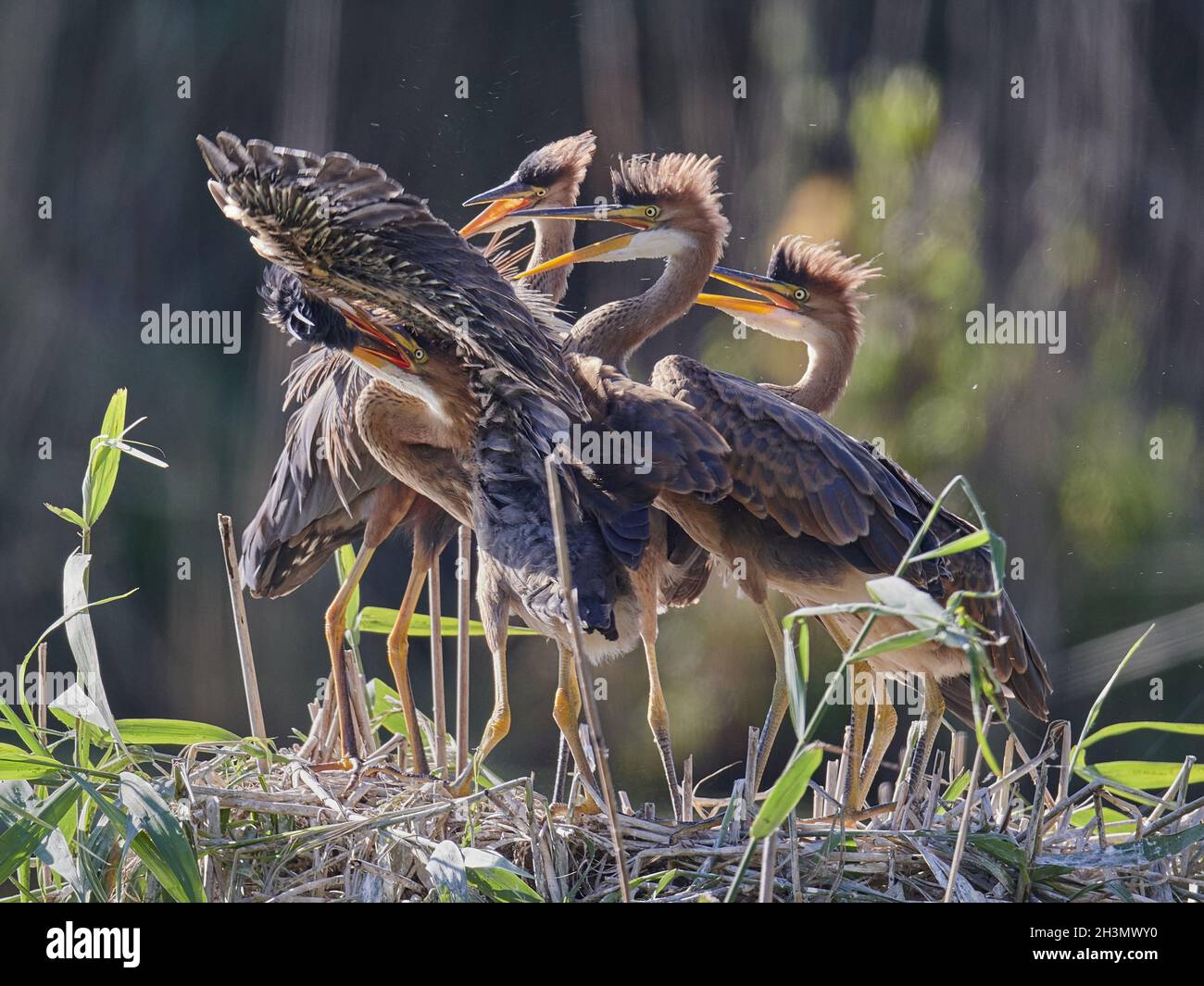 Airone rosso Foto Stock