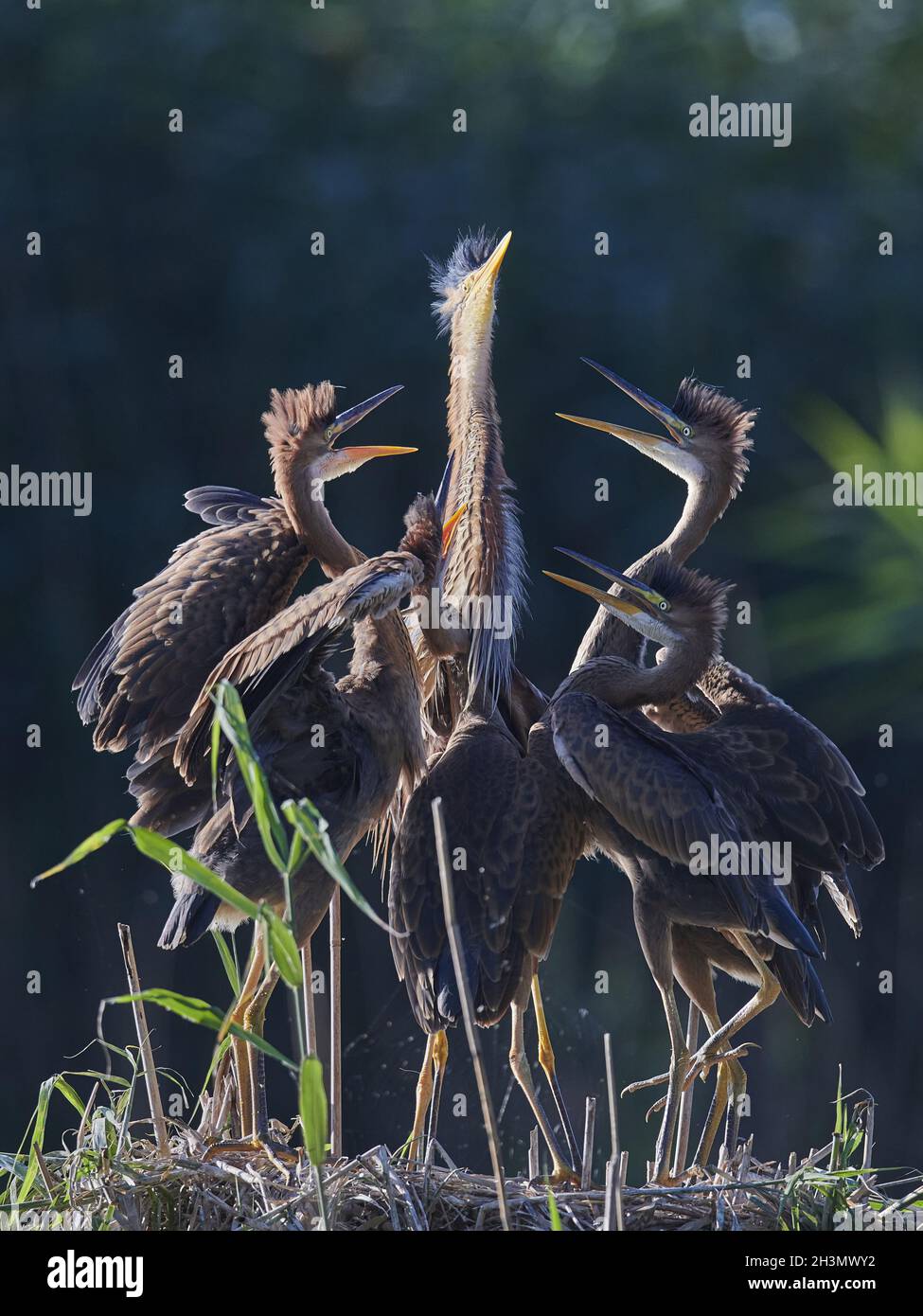 Airone rosso Foto Stock