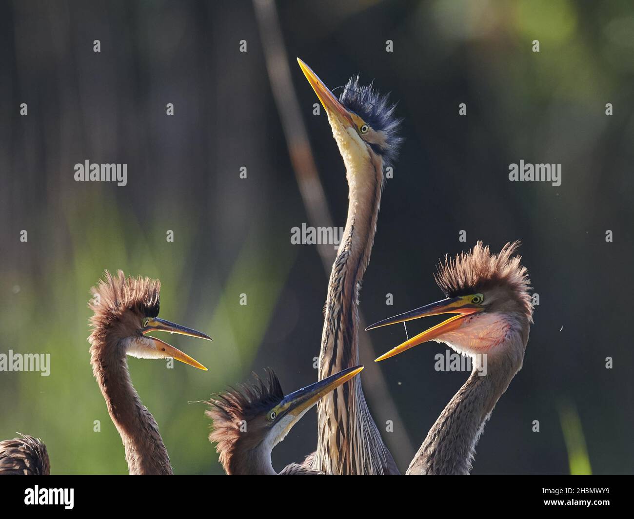 Airone rosso Foto Stock