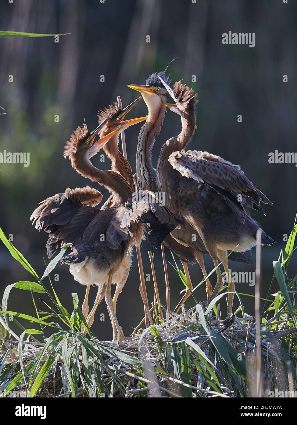 Airone rosso Foto Stock