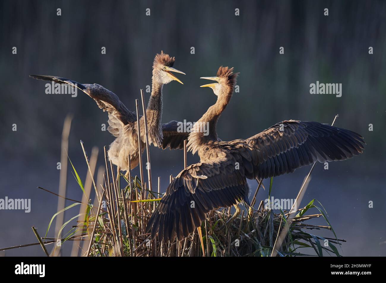 Airone rosso Foto Stock