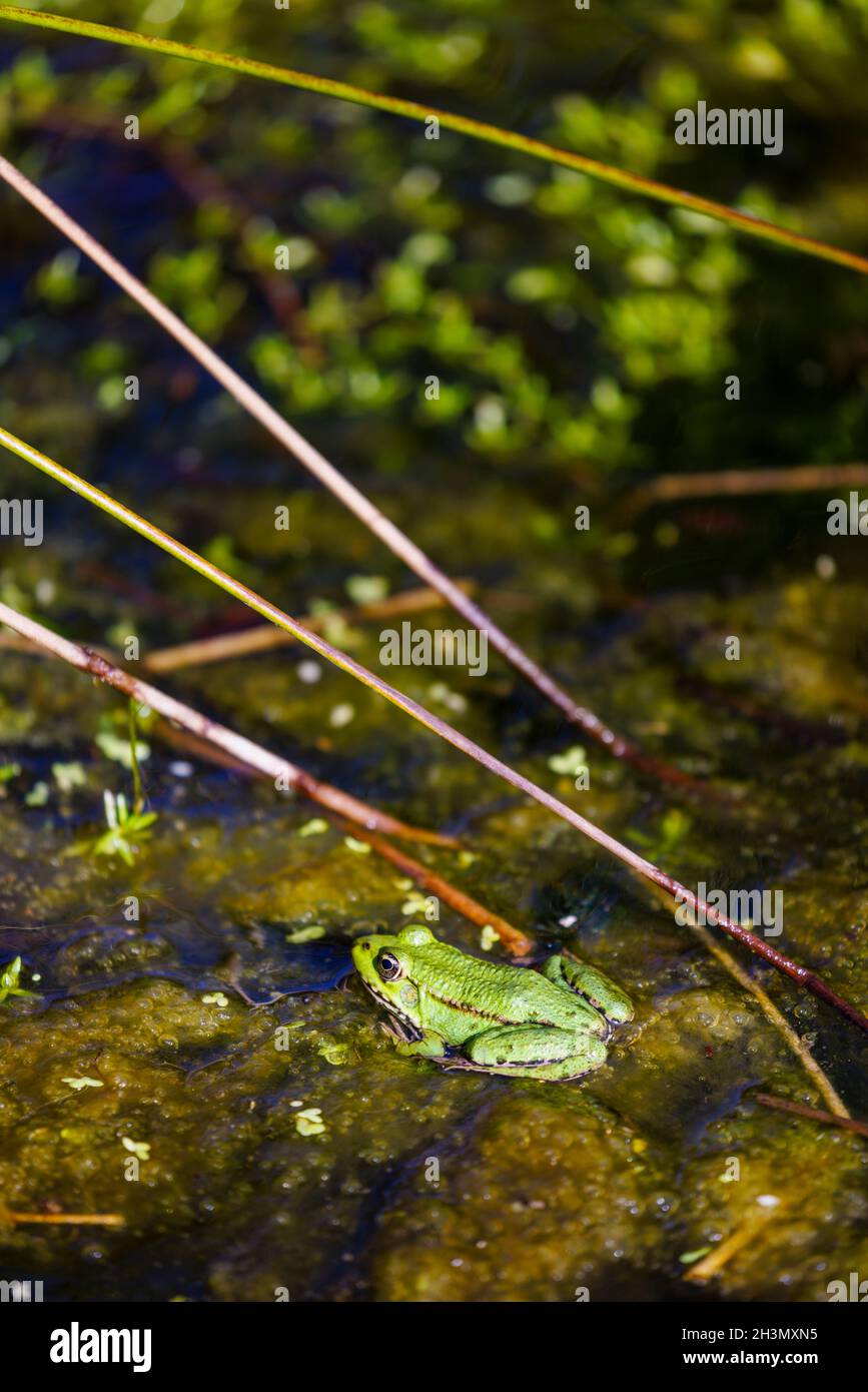 Rana di palude (Pelophylax ridibundus) una specie non nativa introdotta, in uno stagno al British Wildlife Center a Newchapel, Surrey, Inghilterra sud-orientale Foto Stock