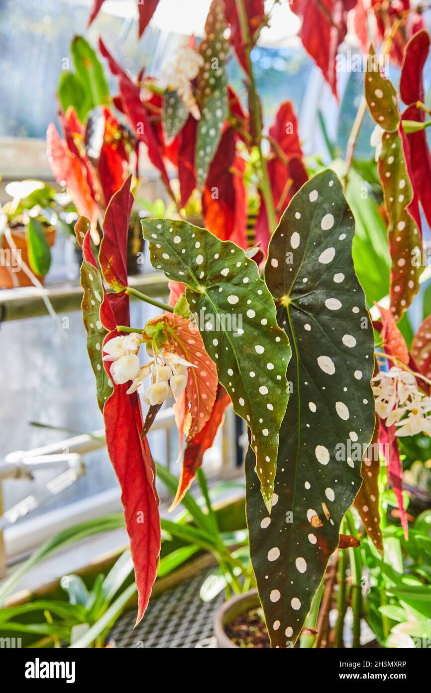 Insolite foglie bianche macchiate con dorso rosso e fiori bianchi Foto Stock