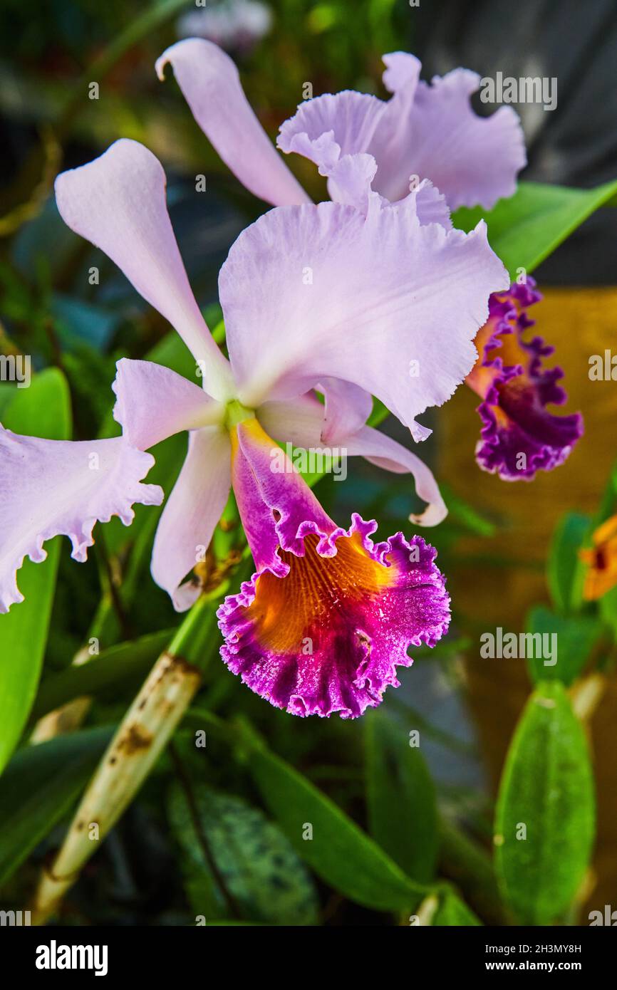 Particolare di fiori di orchidea rosa e viola Foto Stock