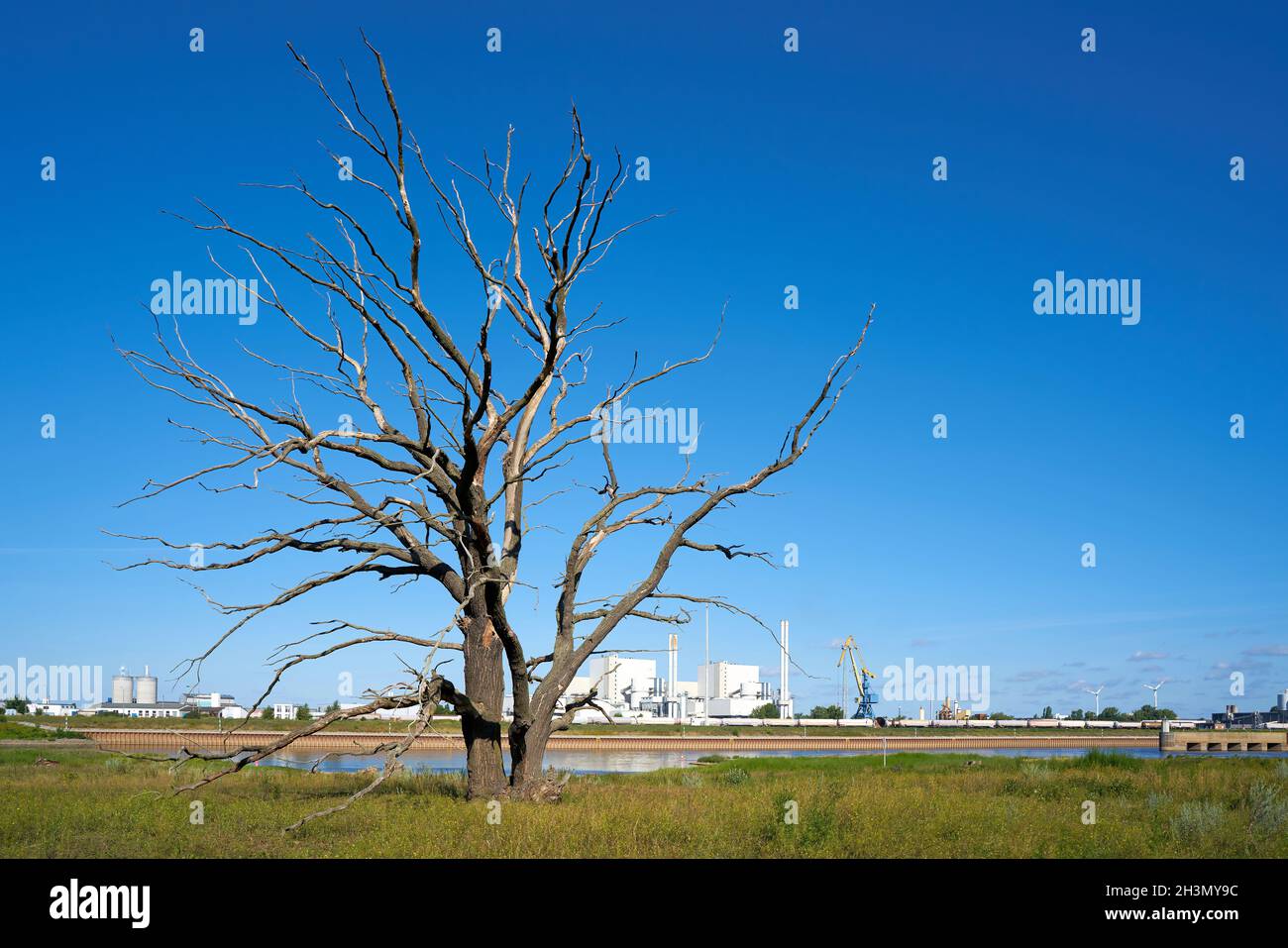 Albero morto sulle rive dell'Elba vicino a Magdeburgo. Sullo sfondo l'area industriale Rothensee. Foto Stock