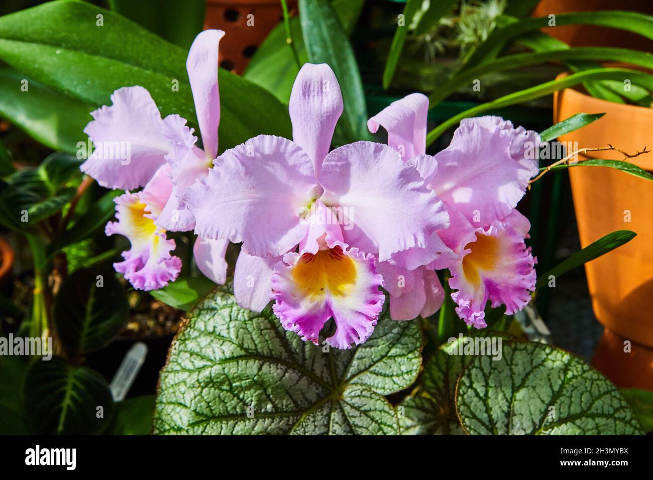 Primo piano di tre fiori di orchidea viola Foto Stock