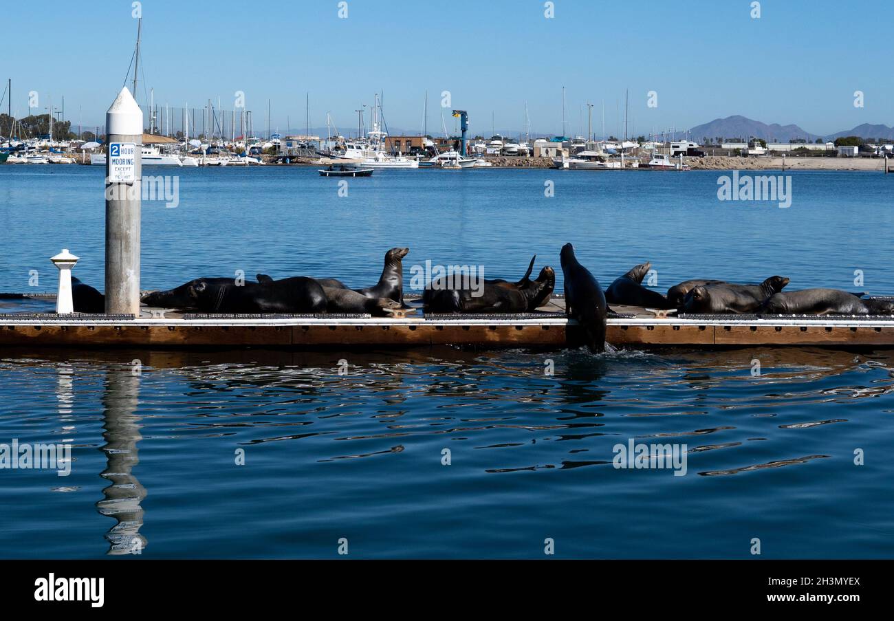 Un gruppo di leoni marini prendere il sole su un molo nel porto delle Isole del canale a Oxnard, California USA Foto Stock