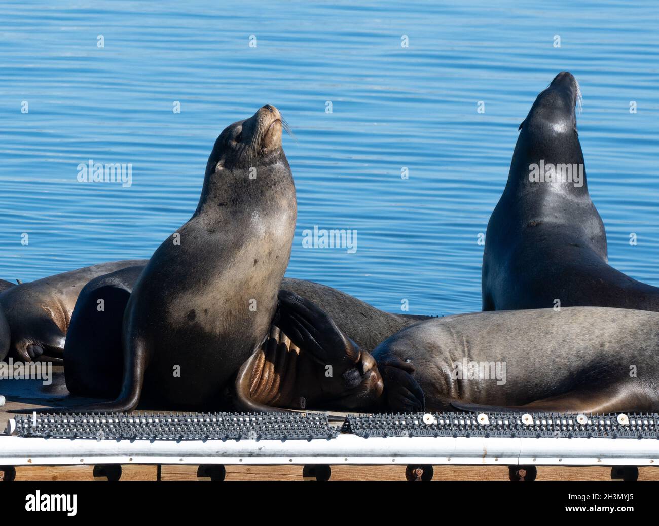 Un gruppo di leoni marini prendere il sole su un molo nel porto delle Isole del canale a Oxnard, California USA Foto Stock