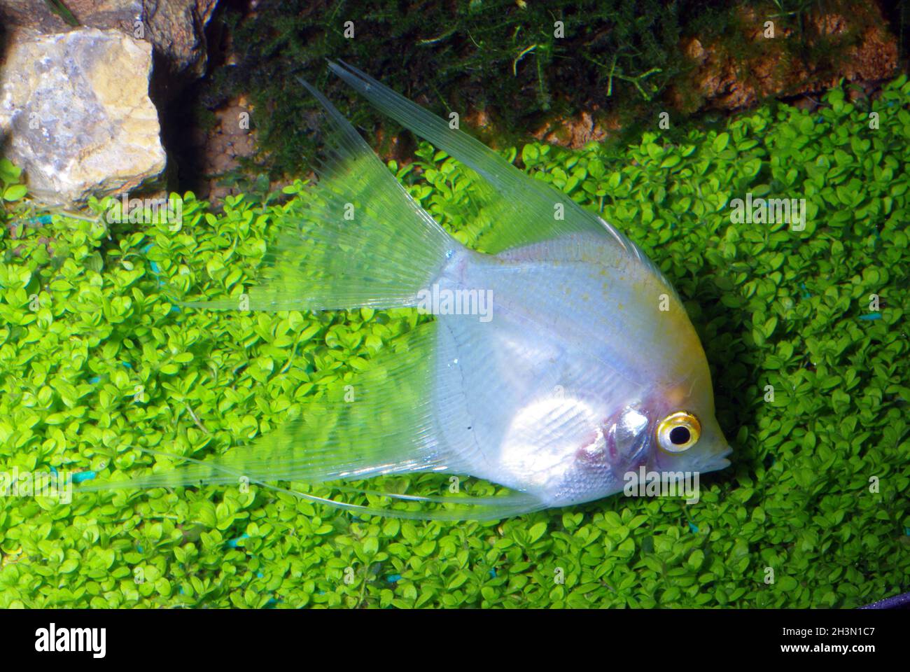 Oro bianco angelfish, Pterophyllum scalare Foto Stock