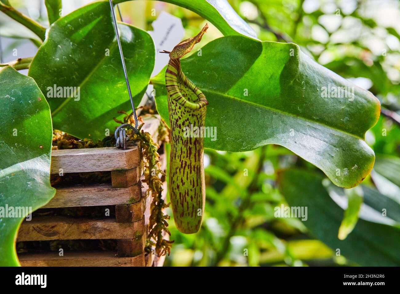 Carnivorous caraffa pianta in legno impiccato cestino di giardino Foto Stock