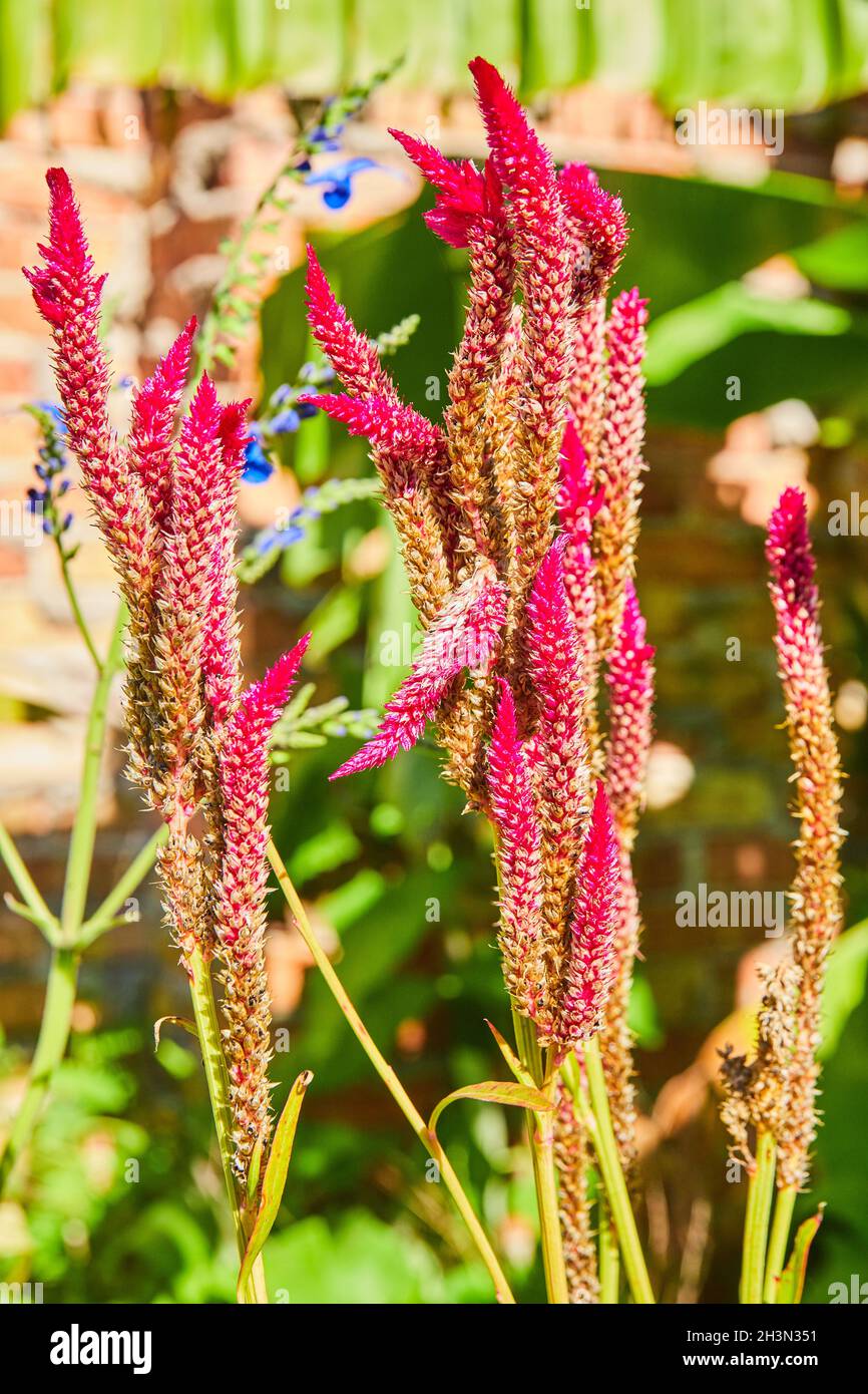Fiori viola stretti su un morbido sfondo di mattoni Foto Stock