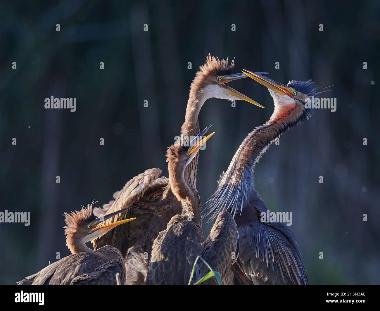 Airone rosso Foto Stock