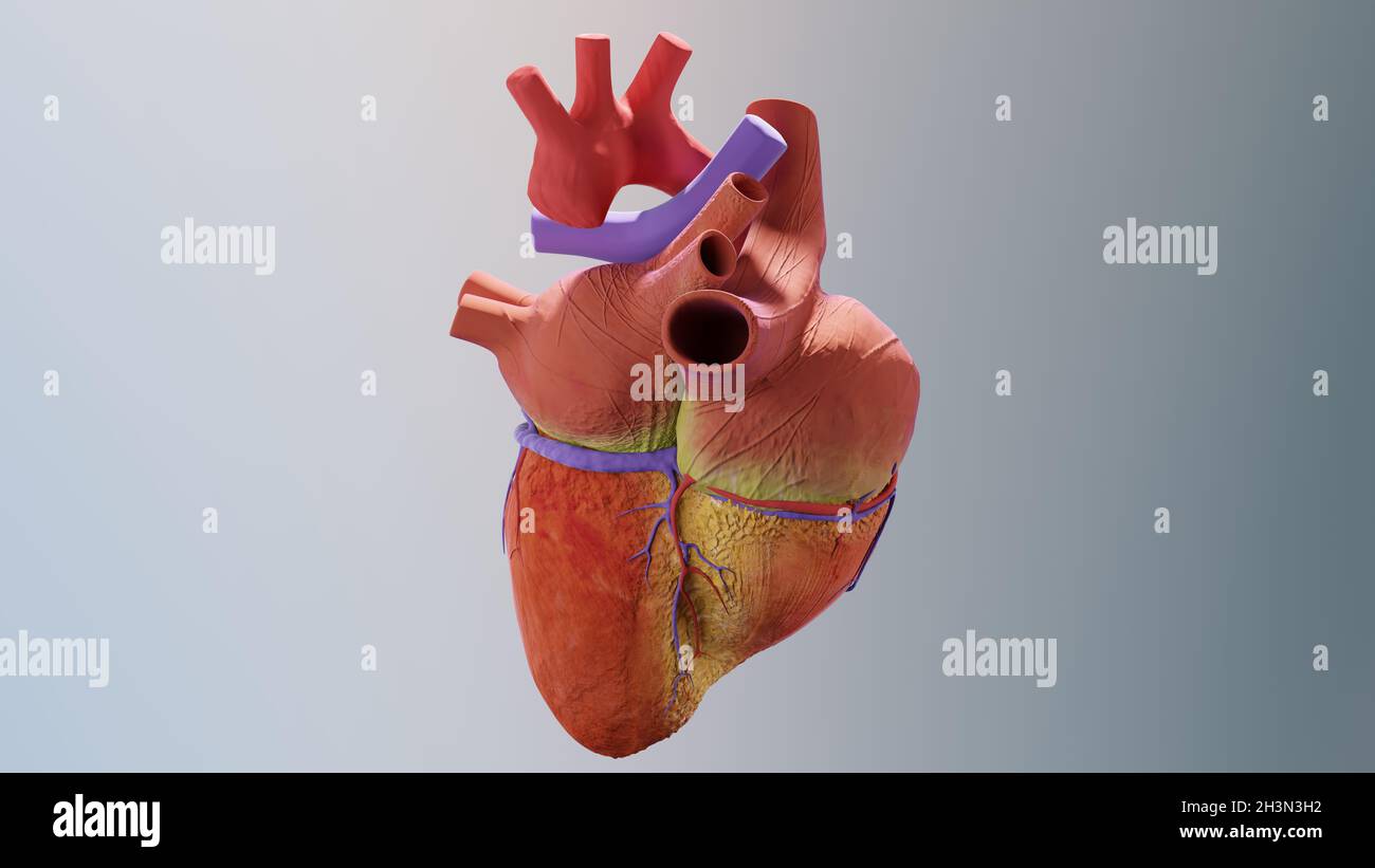Cuore umano. Immagine realistica isolata, cuore anatomico corretto con  sistema venoso, rendering 3d Foto stock - Alamy