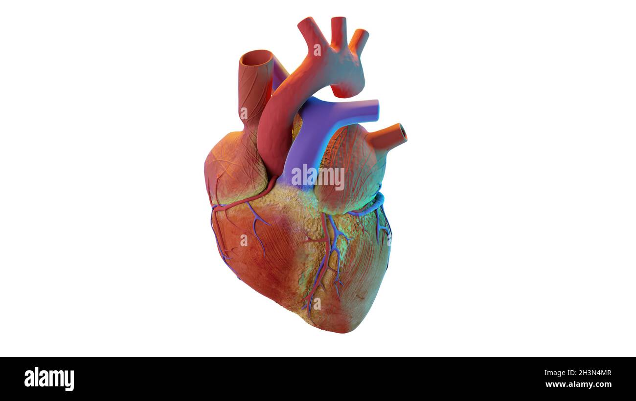 Cuore umano. Immagine realistica isolata, cuore anatomico corretto con sistema venoso, rendering 3d Foto Stock