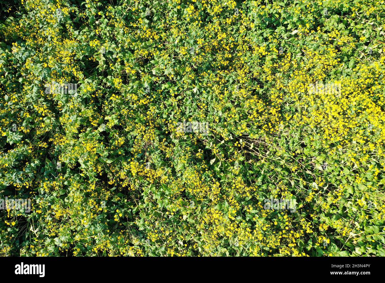 Il carciofo di Gerusalemme sul campo Foto Stock