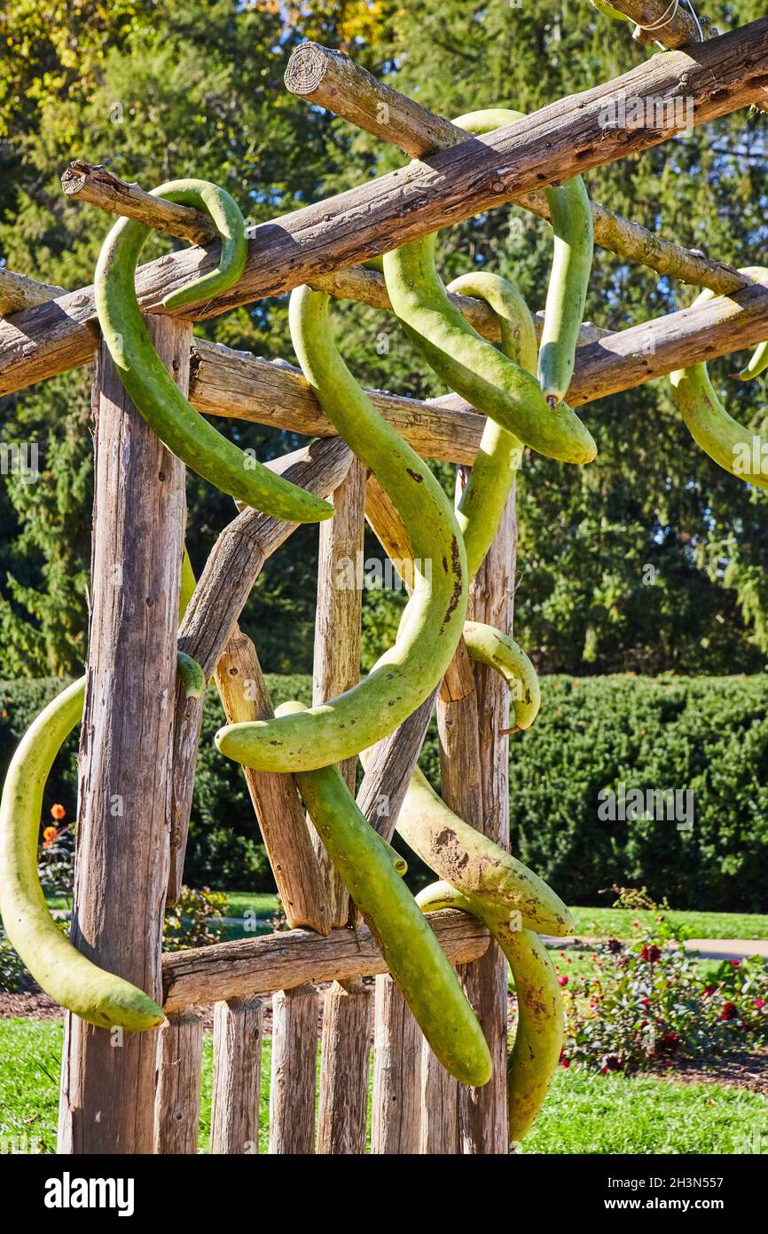 Arco in legno con insolite zucche verdi pendenti Foto Stock
