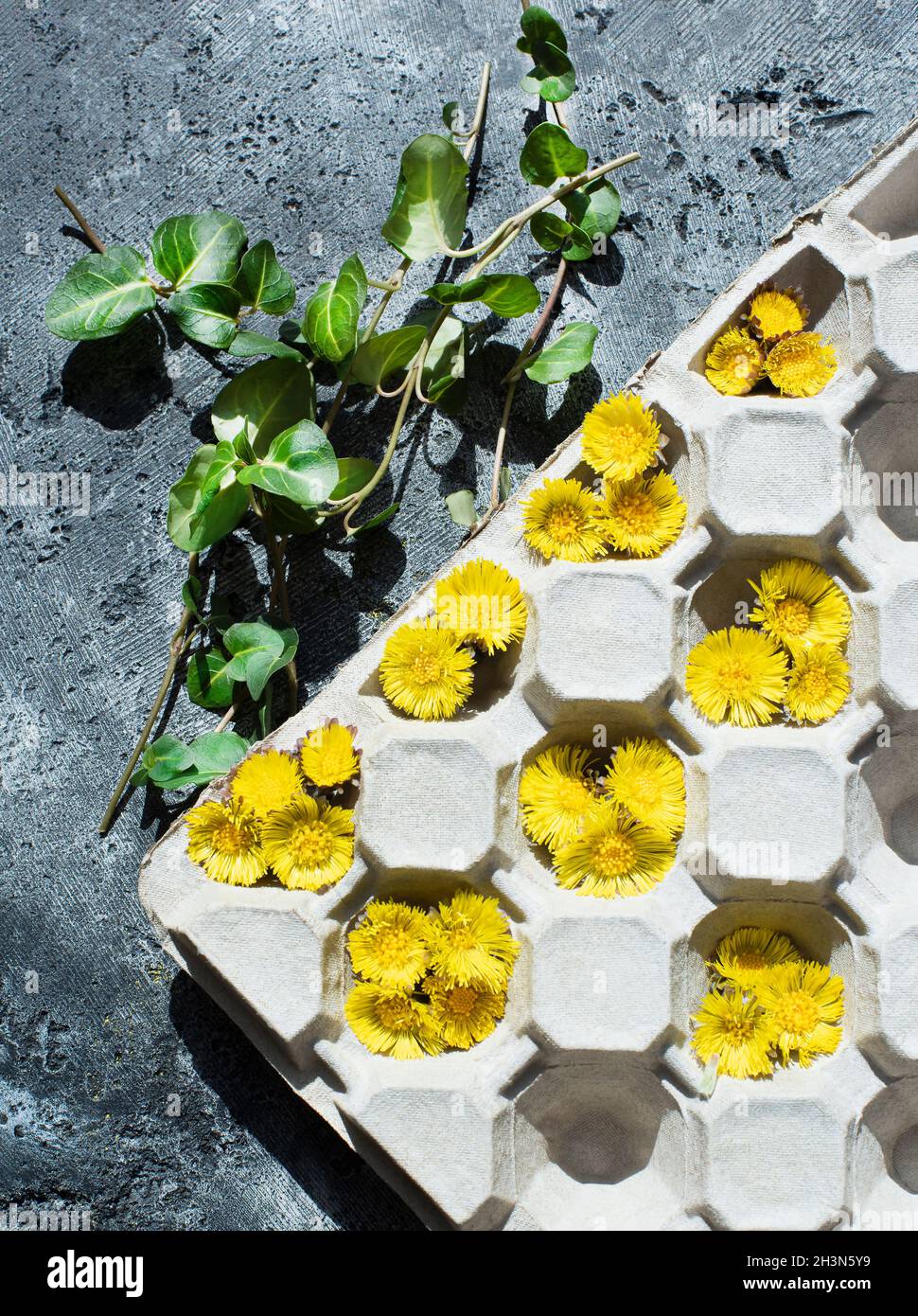Foto studio di foglie verdi e fiori di dente di leone in vassoio di cartone Foto Stock