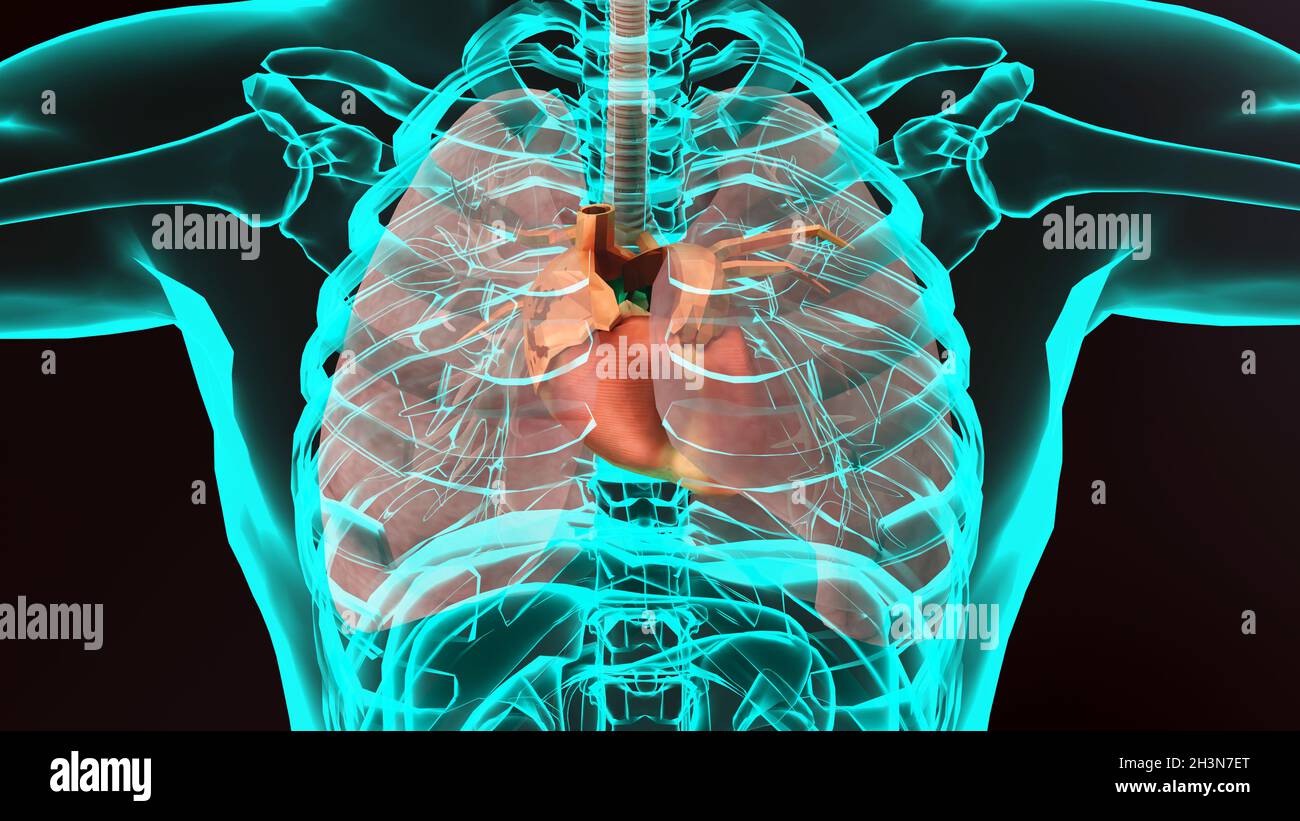 Cuore umano. Immagine realistica isolata, cuore anatomico corretto con sistema venoso, rendering 3d Foto Stock
