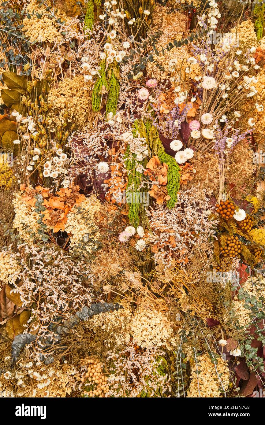 Texture parete di piante autunnali e fiori Foto Stock