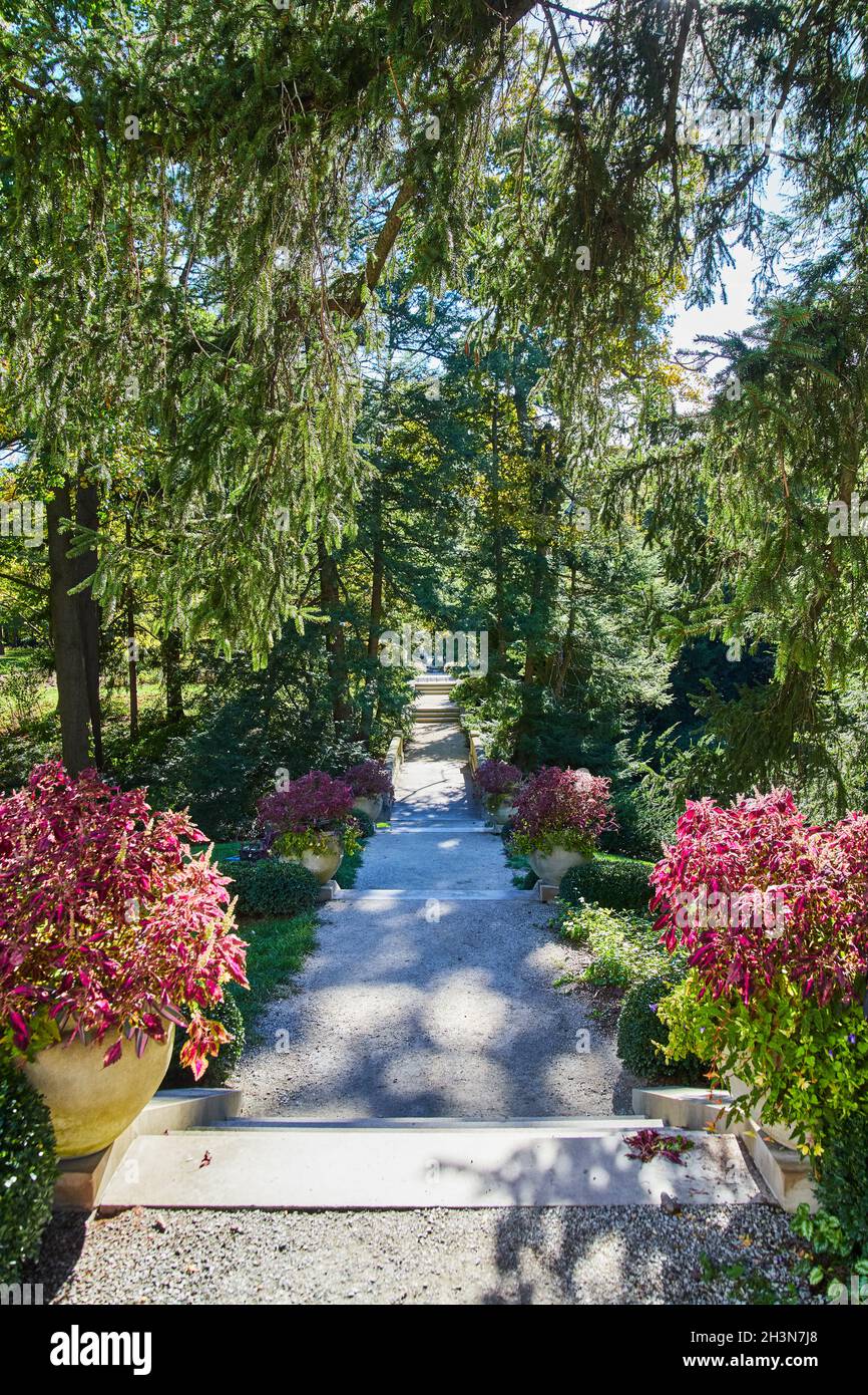 Passerella in foresta con piantatrici viola Foto Stock